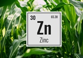 Boosting Plant Health with Zinc Nitrate Solution (7-0-0-17% Zn)