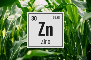 Boosting Plant Health with Zinc Nitrate Solution (7-0-0-17% Zn)