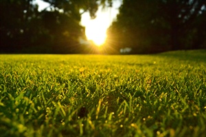 Overview of Triazone (5-N-methyl-urea-1,3,5-triazin-2-one)