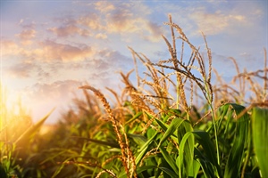 UAN-32 Liquid Nitrogen Fertilizer: Benefits, Application Methods & TradeMark Nitrogen Advantages